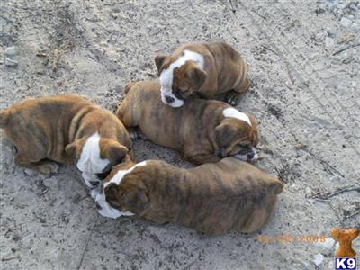 Old English Bulldog Puppies for Sale